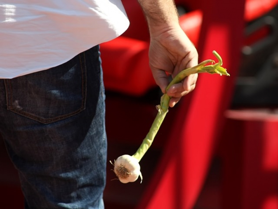 Τα… σκόρδα του Παντέλη (photo)